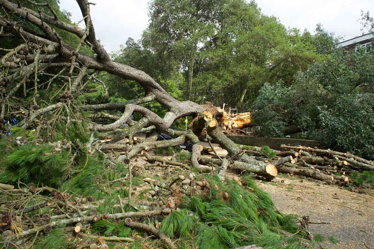 The Steps Involved in Our Tree Care Process in Mountain View, HI